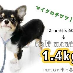 【 チワワ 】2kg以内確定！？生後半年を迎えるマイクロ系チワワの成長