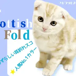 【 スコティッシュフォールド 】まん丸フェイスの愛嬌たっぷり甘えん坊な男の子