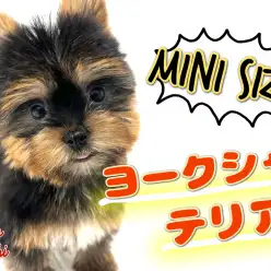 【 ヨークシャーテリア 】よちよち歩きが最高に可愛い！超短足ヨーキーちゃん！