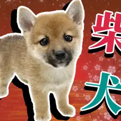 【 柴犬 】今月の目玉ワンコ！大人気の赤柴登場！まんまるフォルムにご注目！