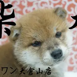 【 柴犬 】丸顔コロコロボディ！！まったりタイプなくま系柴犬！