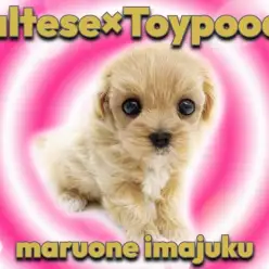 【 マルプー 】パパはマルチーズ、ママはトイプードルの初心者必見な最強MIX！