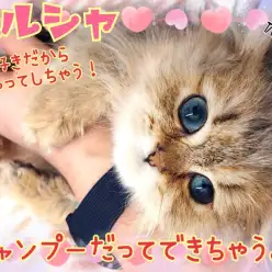 【 ペルシャ 】天才キャット現る！お手入れ完璧！シャンプーも出来ちゃうもんね！