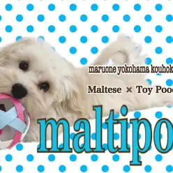 【 MIX 】NT店のふわモコプリンス、マルプーくんの生後4ヶ月の今！