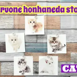 【 12/16版子猫情報 】マルワン本羽田店のニャンコは愛嬌たっぷり！