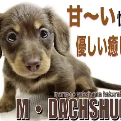 【 ミニチュアダックスフント 】アピールが止まらない！人が大好きな甘えん坊ガール