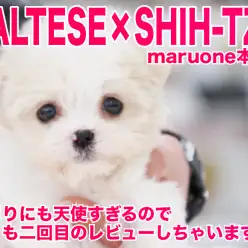 【 マルシーズー 】あまりにも天使すぎるので早くも2ndレビューしちゃいます。