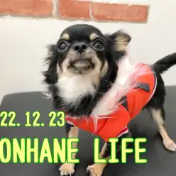 【 ホンハネライフ 】小さくて可愛い本羽田店の今日のチワワちゃん!