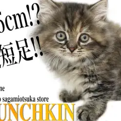 【 マンチカン 】神奈川で1番！？わずか3,5cmの超短足！可愛い仕草に注目！