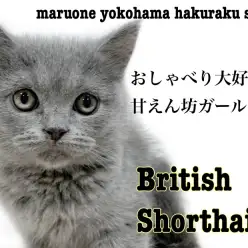 【 ブリティッシュショートヘア 】おしゃべり好き！？まん丸フォルムがたまらない！