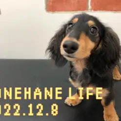 【 ホンハネライフ 】ミニチュア・ダックスフントのいつもの朝の計測！