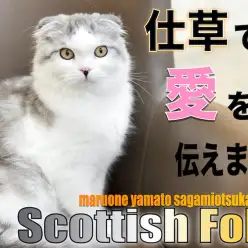 【 スコティッシュフォールド 】お手入れも犬馴れもOK！仕草で愛を伝えます