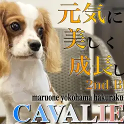 【 キャバリア 】元気に美しく成長！日々しつけも練習中でお利口さんの2ndブログ