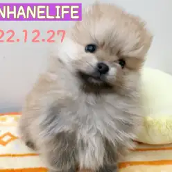 【 ホンハネライフ 】コロコロプリプリポメラニアンちゃん