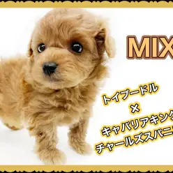【 MIX 】注目のキャバリア系MIX!ミニマムサイズの手乗りプーキャバ