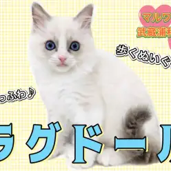 【 ラグドール 】絶大な人気を誇るぬいぐるみにゃんこの登場！