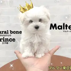 【 マルチーズ 】生まれながらの王子様！最強血統のマルチーズ