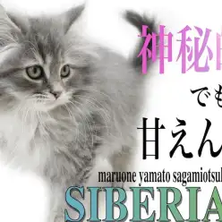 【 サイベリアン 】神秘的な美しさを持つ容姿と甘えん坊な性格のギャップがイイ!
