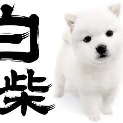 【 白柴 】超希少な白柴！！元気いっぱいな小さめな女の子！