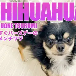 【 チワワ 】1月8日で1歳を迎えるブラックタン&ホワイトのフレンドリーな男前!