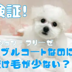 【 ビション 】ダブルコートなのに抜け毛が少ない？！検証してみた！！