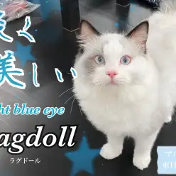 【 ラグドール 】フワッと柔らかなぬいぐるみボディを持つ水色の目をした子猫