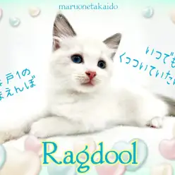 【 ラグドール 】歴代ラグドール断トツNO.1の甘えんぼ!