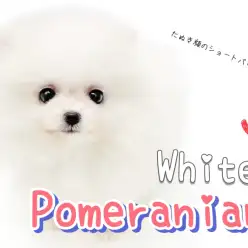 【 ポメラニアン 】アザラシ顔＋ショートバック体型の激カワホワイトポメラニアン