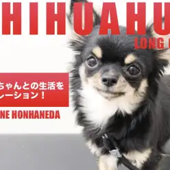【 ロングコートチワワ 】ホンハネチワワちゃんとの生活シュミレーション!