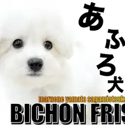 【 ビションフリーゼ 】アフロ？テディベア？フレンドリーな性格で遊ぶのが大好き！