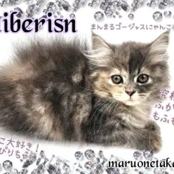 【 サイベリアン 】大注目の低アレルゲンキャット！のんびりマイペースな甘えん坊！