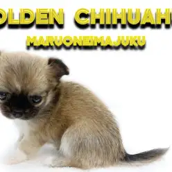 【 チワワ 】マニアが悶絶!フォーン&ホワイトの小さめ美少女が聖地に降臨!