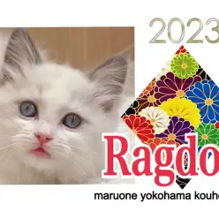 【 ラグドール 】美しすぎる激甘ラグドールの女の子