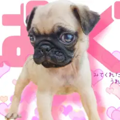 【 パグ 】魅力たっぷり！実は飼いやすい飼い主さんファーストなパグちゃん