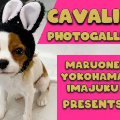 【 キャバリア 】猫との多頭もできる生後5ヶ月のフレンドリーガールのギャラリー集