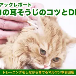 【 猫の耳そうじ 】マルワン本羽田店のにゃんこはみんな耳そうじ上手な理由とDHC