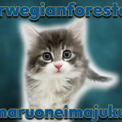 【 ノルウェージャン 】白い靴下を履いたブルータビーが美しい究極の美猫登場！