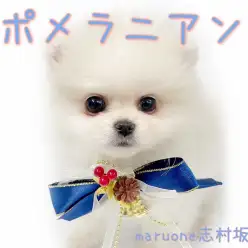 【 ポメラニアン 】可愛すぎ注意報発令！誰もを魅了する手乗りポメラニアン