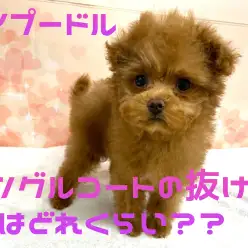 【 トイプードル 】シングルコートの抜け毛の量はどれくらい？？