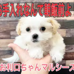 【 成長記録 】生後96日目のMIXマルシーズちゃん！シャンプーなんて朝飯前！