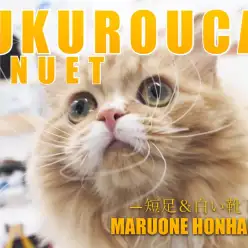 【 ミヌエット 】生後5ヶ月経過したフクロウ系にゃんこ考察