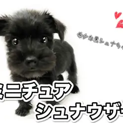 【 ミニチュアシュナウザー 】天真爛漫！希少な黒シュナちゃんが初登場！