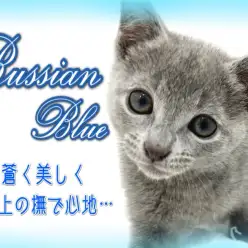【 ロシアンブルー 】蒼き美猫！極上の撫で心地に人懐っこさ♪