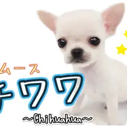 【 スムースコートチワワ 】手乗りサイズ!希少な激かわスムチちゃんが久々登場!