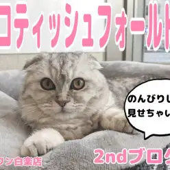 【 スコティッシュフォールド 】癒しをお届け！まん丸にゃんこ2ndブログ