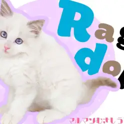 【 ラグドール 】まさにぬいぐるみ！抱っこ大好きハチワレラグドールの男の子