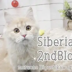 【 サイベリアン 】生後4ヶ月のサイべちゃんはこんな事だって出来るんです！