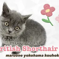 【 ブリティッシュショートヘア 】大人気！まん丸フォルムのブルーカラーの女の子