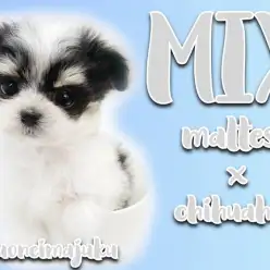 【 マルチワ 】生後64日体重は驚愕の456g！牛柄模様の極小MIX！