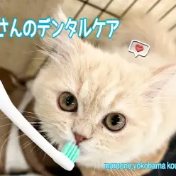 【 お役立て情報 】猫さんのデンタルケアについて